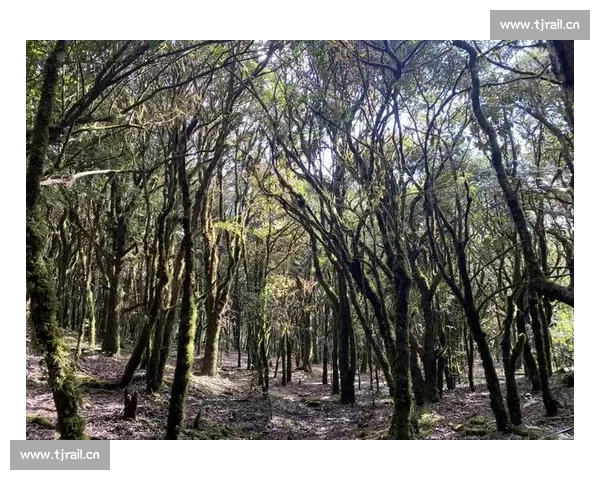 探秘哀牢山云雾深处的秘境生物与古老文化传说之旅
